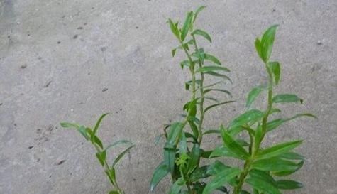 石斛开花了还能吃吗（石斛开花的营养价值和食用方法）