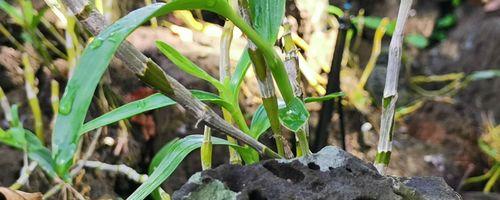 石斛在土里种植的技巧（掌握关键步骤）