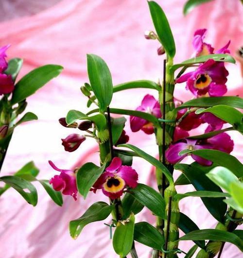 石斛兰开花季节与时间（春夏之交）
