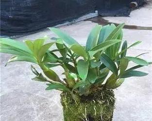 石斛的耐寒能力（探究石斛对低温的适应能力与养护方法）