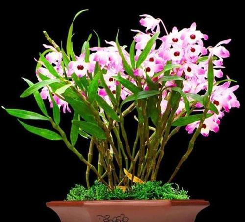 石斛种植需要晒太阳吗（探究石斛对太阳光的需求量）