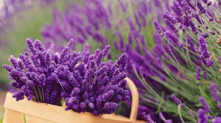熏衣草花语（揭示熏衣草花语的真正含义）