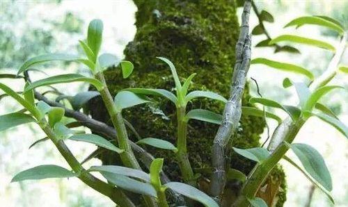 石斛剪枝时间和技巧（掌握正确时间和方法）