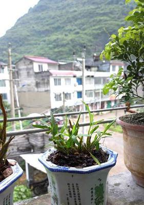 石斛的最佳收割时间（掌握正确时间）