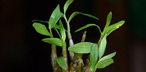 石斛的种植时间与技巧（如何选择适合石斛种植的时间）