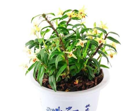 石斛喜水之谜（探究石斛的生长环境和喜水特性）