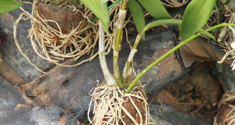 石斛花喜阴还是喜阳（探究石斛花的光照需求和适宜种植环境）