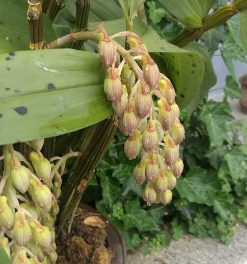 石斛开花之谜（养护技巧）