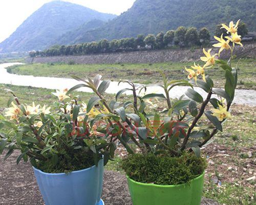 种植石斛的养护技巧（如何合理安排石斛的栽种数量）