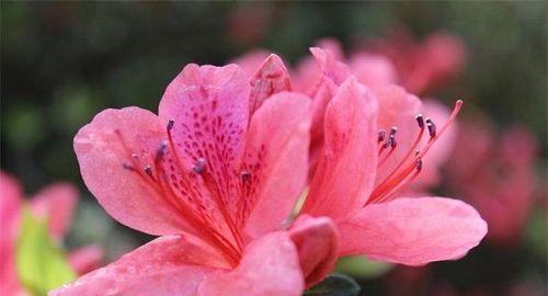 以养杜鹃花，感悟生命之美（花开花落）