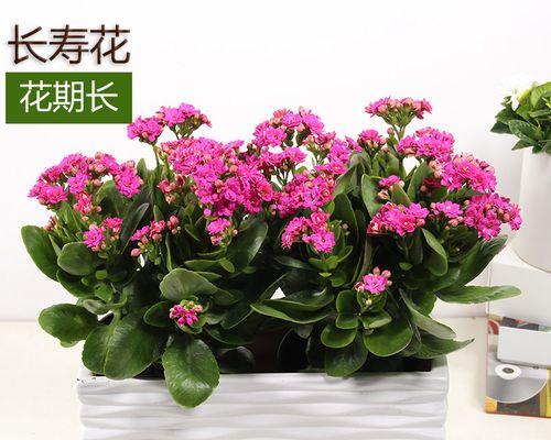 成功之花——解析代表成功的花卉（揭开背后的花语秘密）