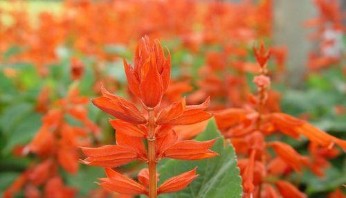 红花语（一串红花透露的情感密码）