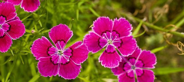 父爱永恒，花开依旧——探究代表父爱的花卉（一份特殊的礼物）