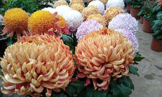 寻找吉祥之花——探究代表吉祥的花卉（花开富贵）