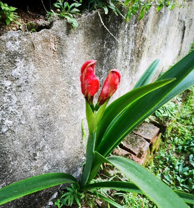 坚强的花语——探寻代表坚强的花（寓意深刻的花卉）