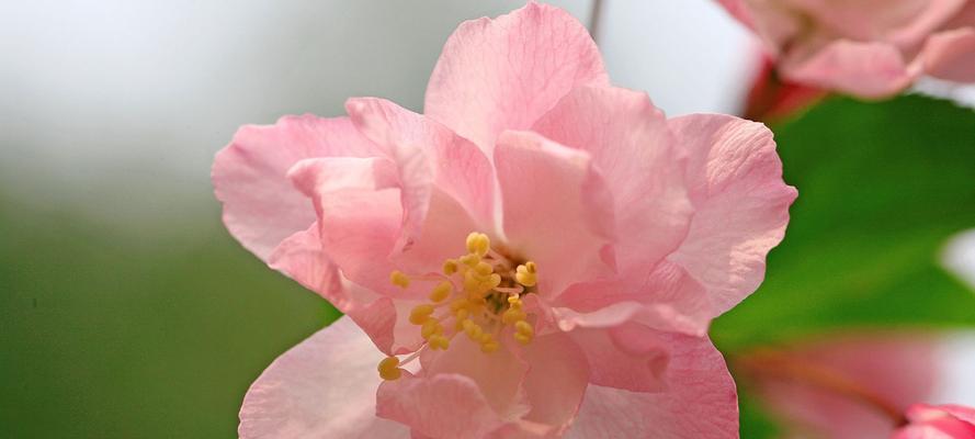 樱花的花语（探寻樱花花语的奥秘）