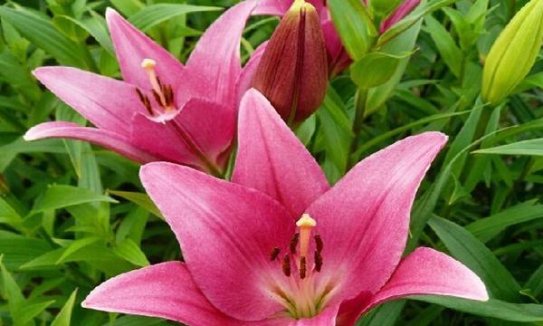 母爱花开，纪念伟大母亲（探究不同花卉的母爱象征及文化内涵）