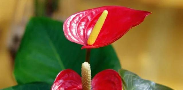 花语歉意——用花代表歉意的含义和选择技巧（歉意的表达方式）