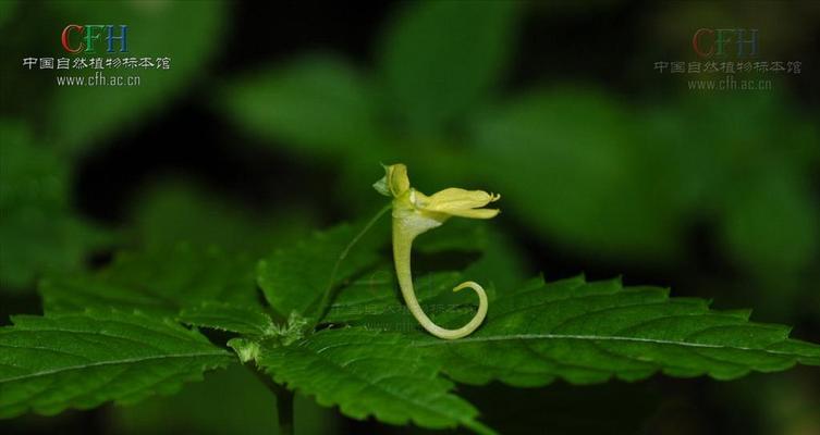 花语（探寻代表柔弱的花卉世界）