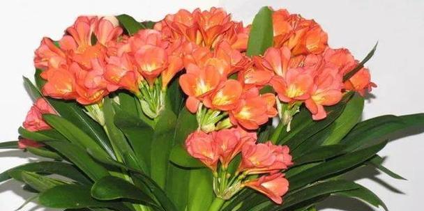 善良之花——关于代表善良的花卉的介绍（探索世界各地代表善良的花卉的文化和寓意）