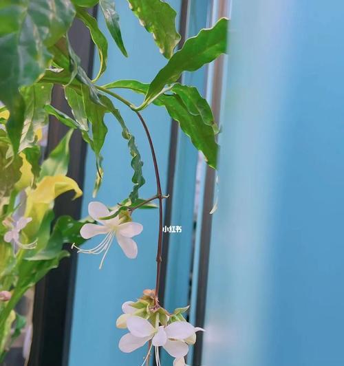柔情万种，温柔花语（15种花朵及其代表的温柔含义）