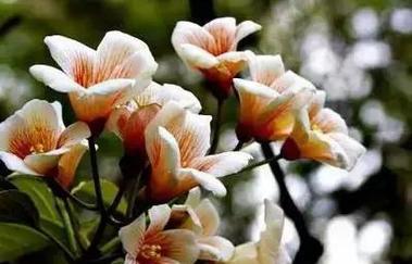 油桐花语（探寻油桐花的浪漫情怀）