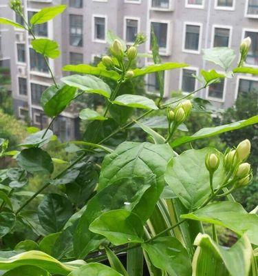 花语传情（以“牵”为代表的幸福花语解析）