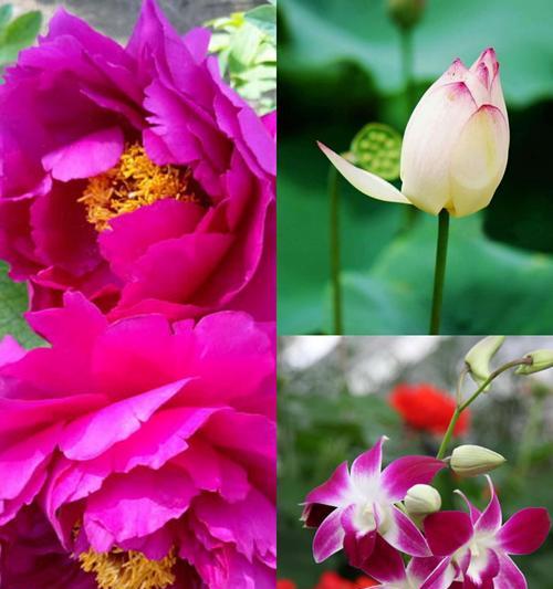 一生一世的花语（向爱情承诺——探寻代表永恒的花卉）