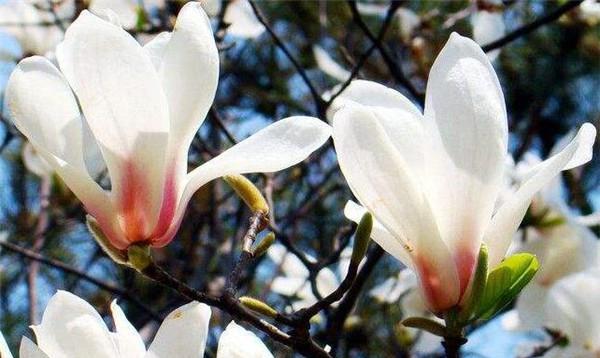 玉兰花的花语与寓意（揭示玉兰花的深意）