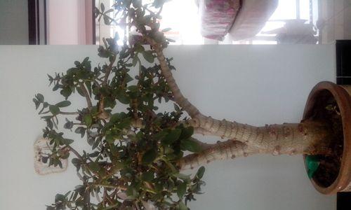 玉树花语（用花语诉说情感）