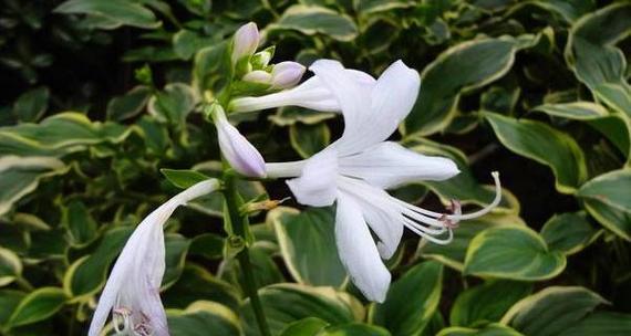 以玉簪花寓意是什么（探究玉簪花的象征意义及文化内涵）