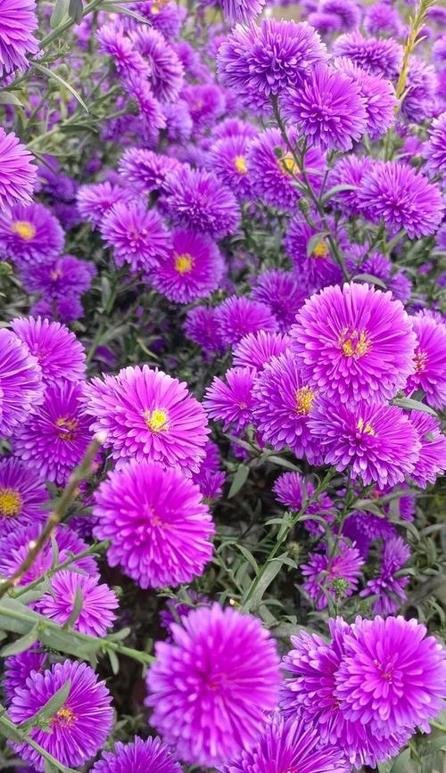 中华花韵——中国花卉文化探秘（儒雅之风瑰丽之韵丰富多彩的中国花卉文化）