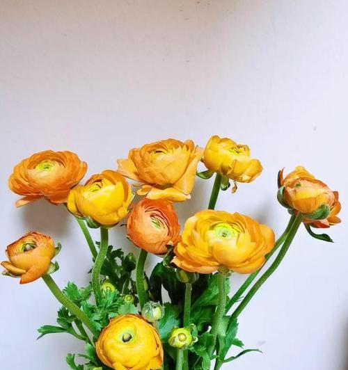 花语祝福，让祝福之花开满生命之路（探秘不同花卉的祝福之意）