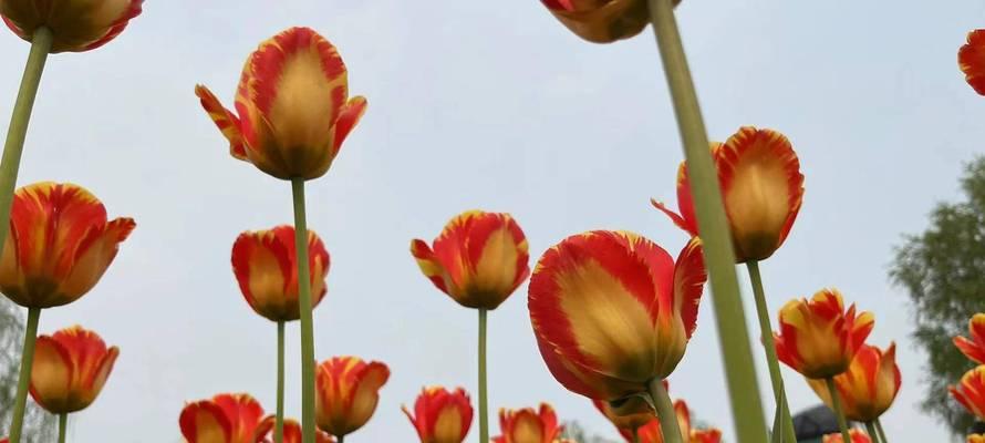 郁金香花语与寓意（美丽多彩的郁金香世界）