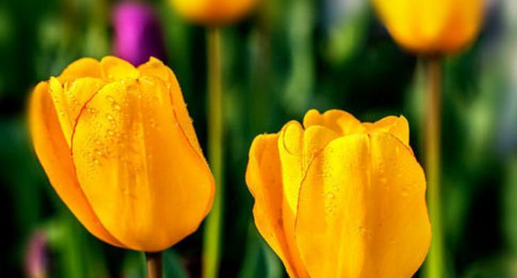 郁金香花语与代表意义（解读郁金香的深层内涵与象征意义）