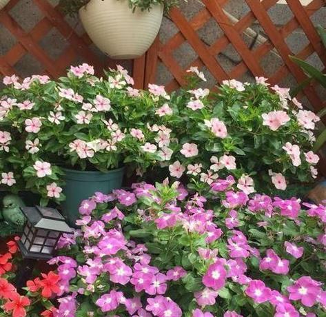 变态的爱——探寻"毒舌花"的花语（用花的语言诠释爱情）