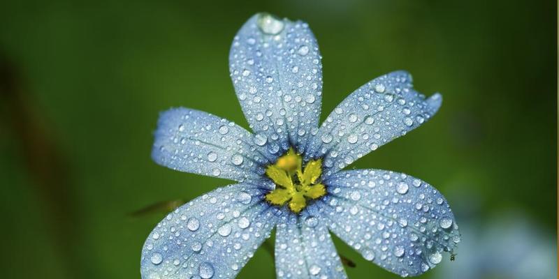永远的相思——不要忘记我花语（探寻不要忘记我花语的含义与传说）