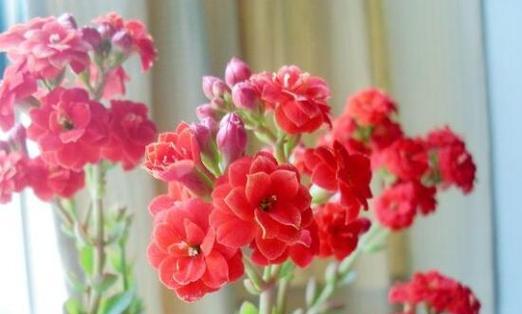 长寿花的花语是什么？长寿花的花语深入解读及传统文化的涵义