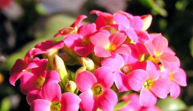 长寿花的花语与寓意是什么？探索长寿花的意义和象征