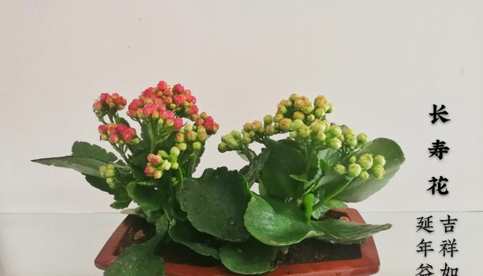 长寿花有哪些寓意与花语？探寻长寿花的文化内涵与象征意义