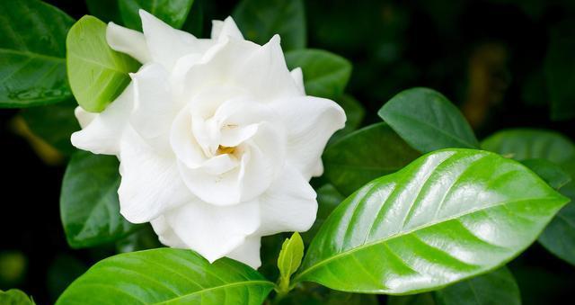 栀子花的真正花语是什么？爱的守护者，闻香而来