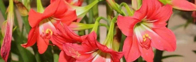 朱顶红花语之美是什么？朱顶红花语解读