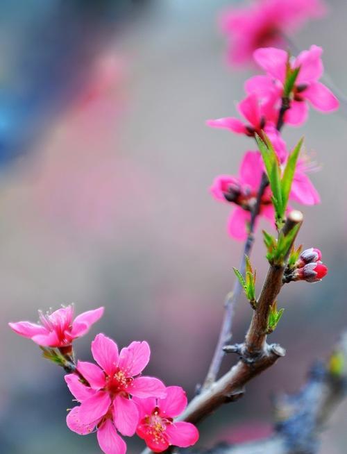 竹夹桃花有什么象征？探寻竹夹桃花的花语之谜