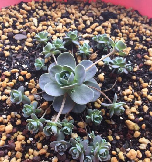 子持莲华的花语是什么？用爱与教育呵护花季年华