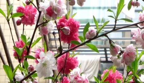 晋江市花——白兰花的象征意义（探寻白兰花独特的美丽与内涵）