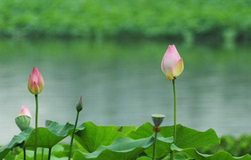 以莲花代表生肖，你知道是哪个吗（探索莲花背后的生肖意义）