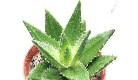 芦荟的寓意与象征风水（探寻芦荟的神秘力量与美好寓意）