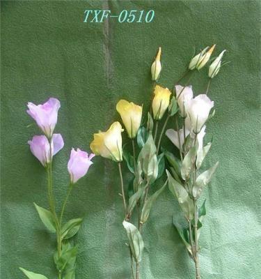 绿色桔梗花的花语与意义（探索桔梗花的花语）