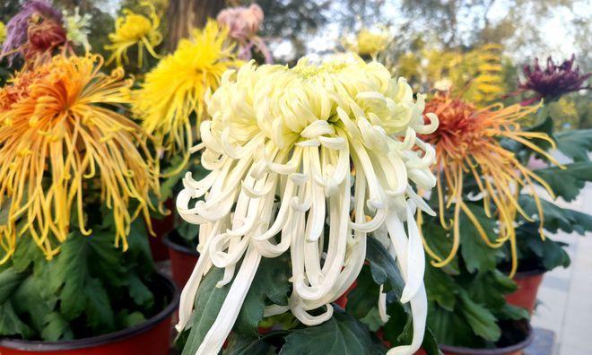 南通市花菊花的象征与意义（探索南通市花菊花的文化寓意与特色）