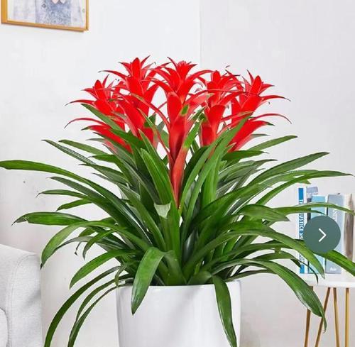 花朵与财运之间的奇妙联系（探索花朵背后的财运象征意义）